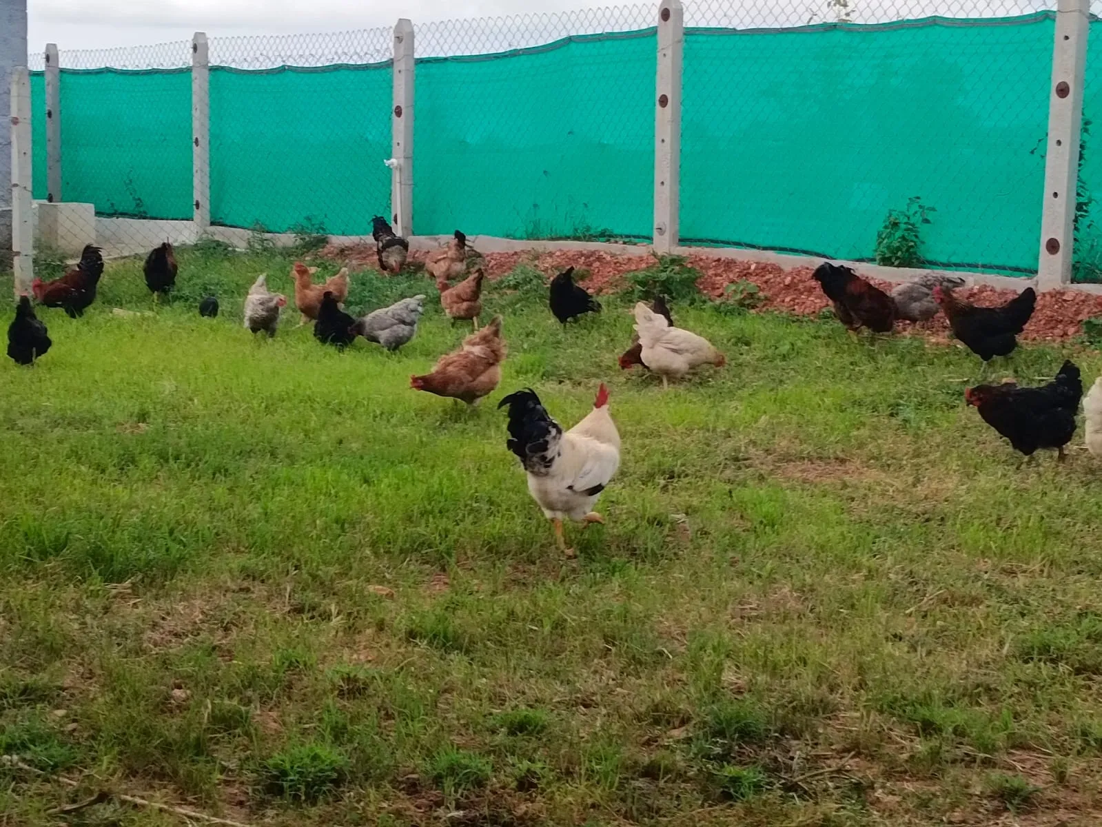 Free-range chickens